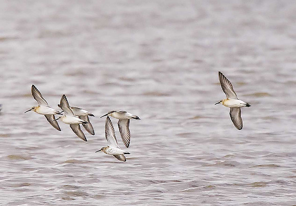 Curlew Sandpiper