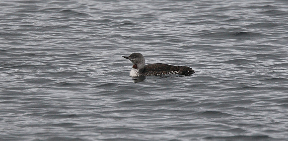 Red-throated Diver