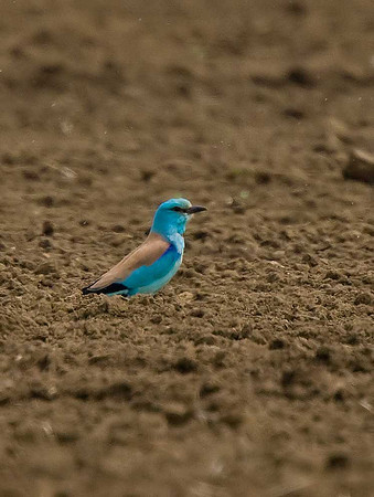 Roller
