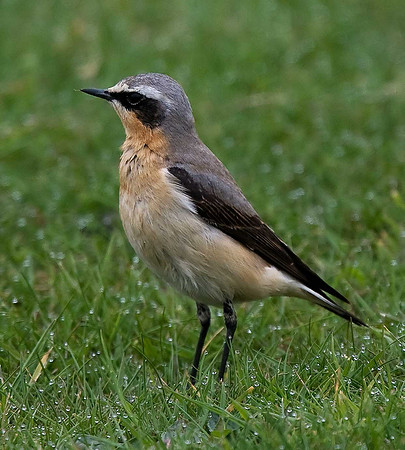 Wheatear