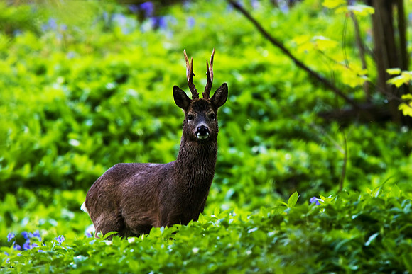 Roe Deer
