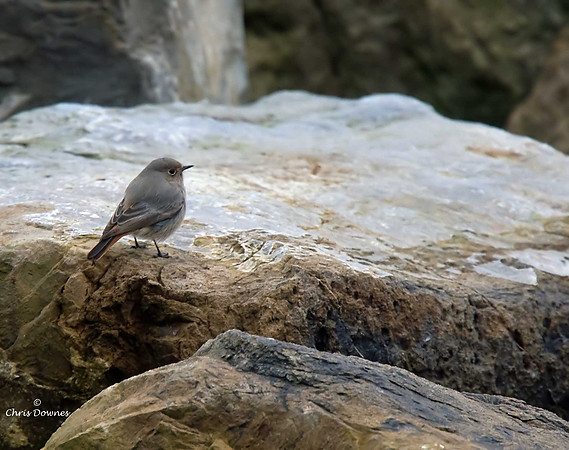 Black Redstart
