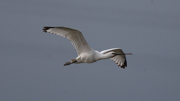 Spoonbill