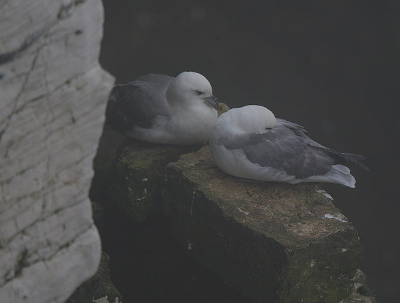 Fulmars