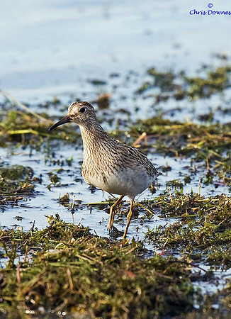 Pectoral Sandpiper