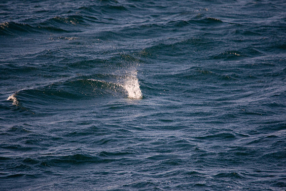 Gannet