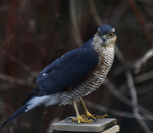 Sparrowhawk
