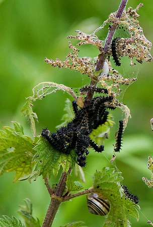Peacock Caterpillars