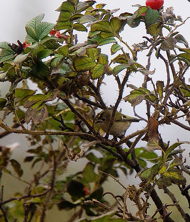 Goldcrest