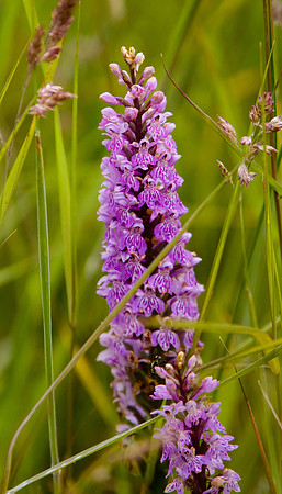 Common Spotted Orchid. East Chevington