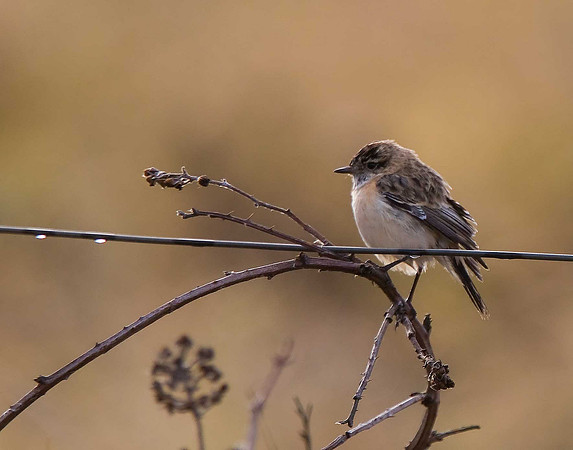 Siberian Stonechat