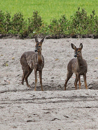 Roe Deer