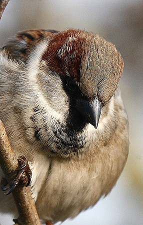 House Sparrow