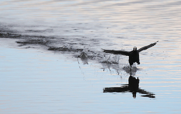 Coot