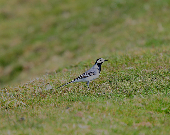 White Wagtail