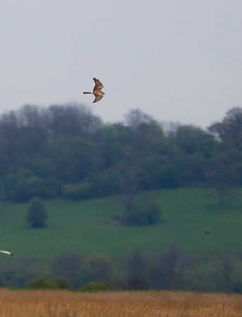 Hen Harrier