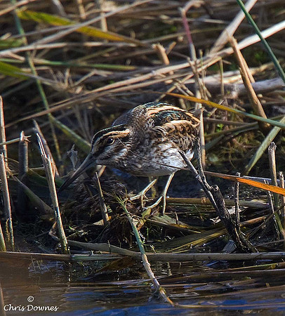 Jack Snipe