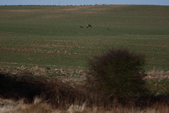 Roe Deer