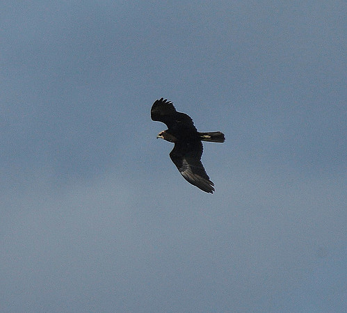 Marsh Harrier
