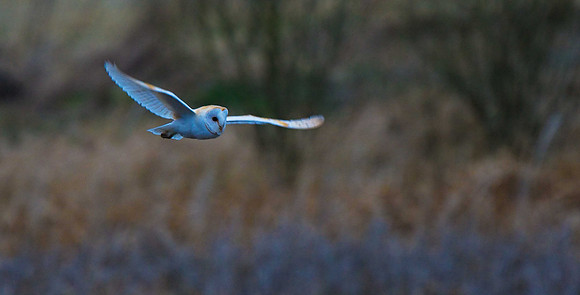 Barn Owl