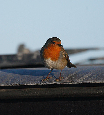 Robin