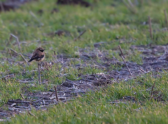 Desert Wheatear