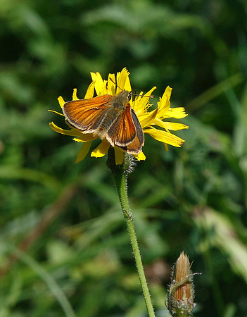 Small Skipper