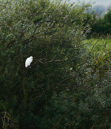 Cattle Egret