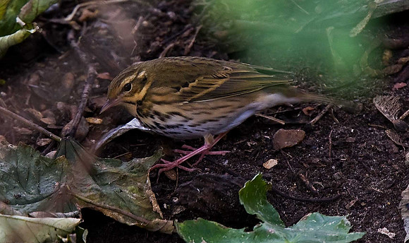 Olive-backed Pipit