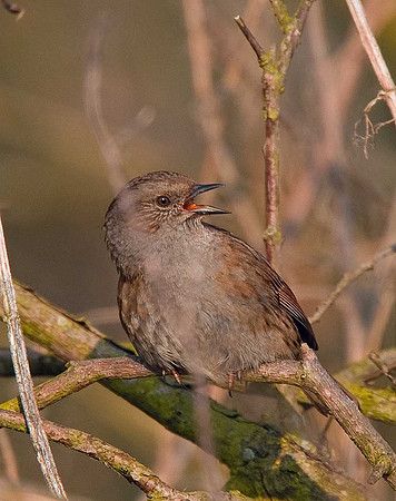Dunnock