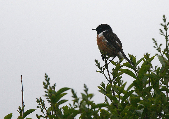 Stonechat