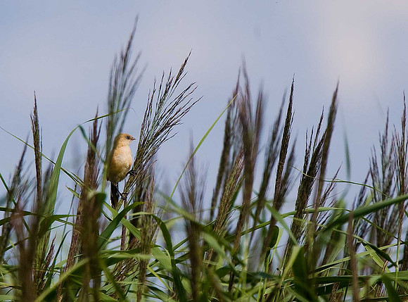 Bearded Tit