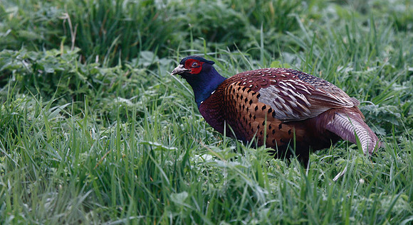 Pheasant
