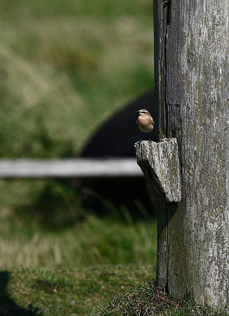 Wheatear