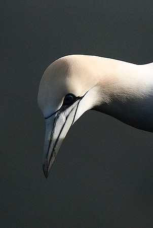 Gannet