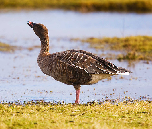 Pink-footed Goose