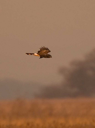Hen Harrier