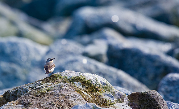 Wheatear