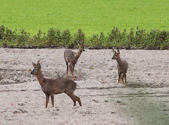 Roe Deer
