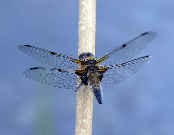 Four Spot Chaser