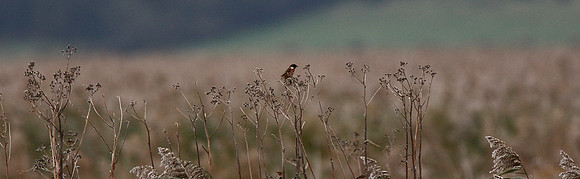 Stonechat