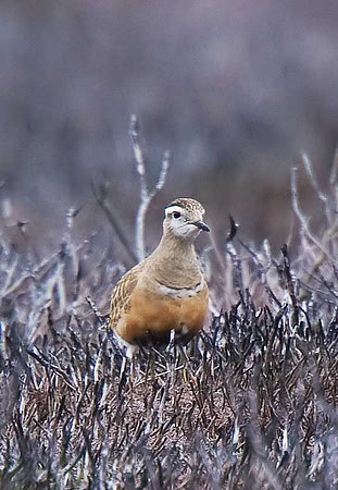 Dotterel