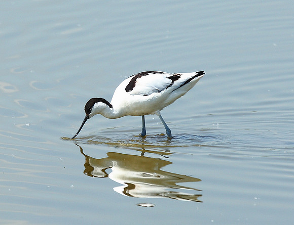 Avocet