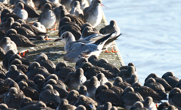 Laughing Gull