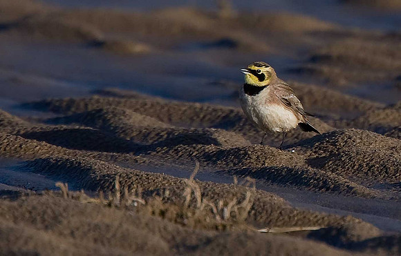Shore Lark!!