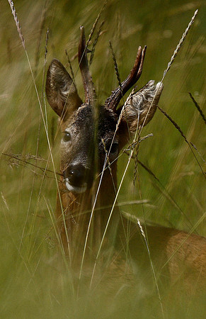Roe Deer