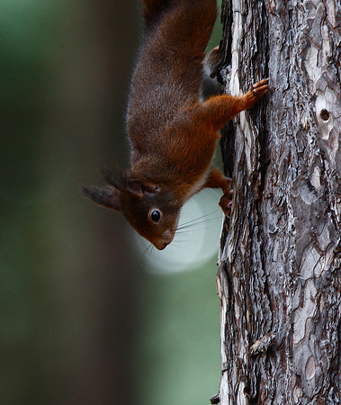 Red Squirrel