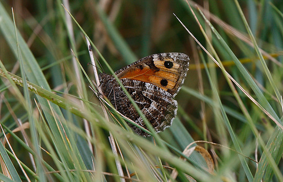 Grayling