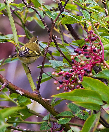 Yellow-browed Warbler