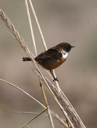 Stonechat